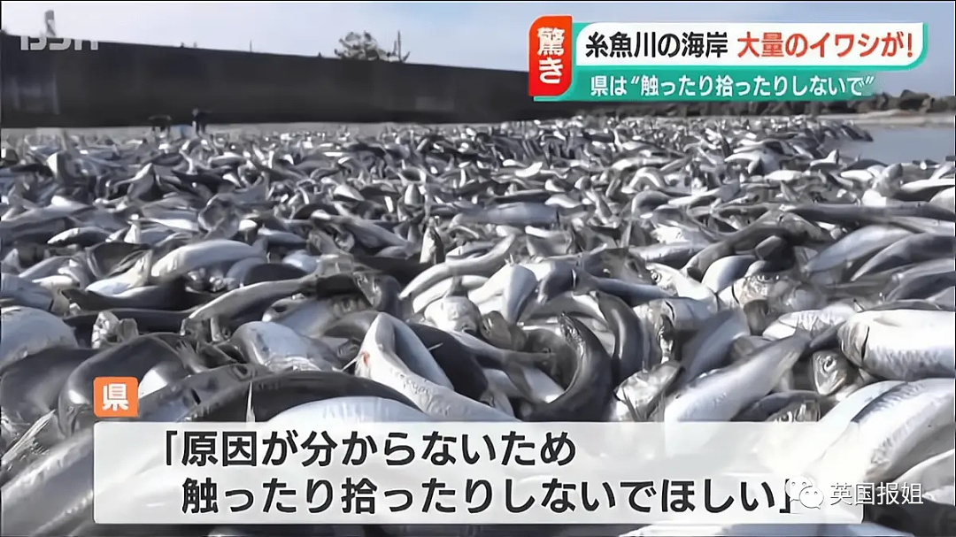 日本千吨死鱼涌向海岸，外媒怒骂核废水污染？日本人大破防竟现场捡鱼吃！（组图） - 14