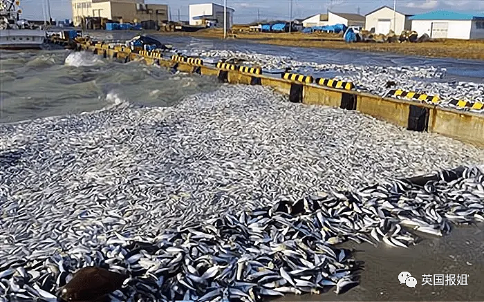 日本千吨死鱼涌向海岸，外媒怒骂核废水污染？日本人大破防竟现场捡鱼吃！（组图） - 15