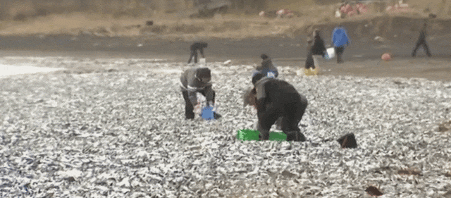 日本千吨死鱼涌向海岸，外媒怒骂核废水污染？日本人大破防竟现场捡鱼吃！（组图） - 20