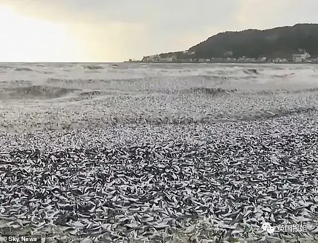 日本千吨死鱼涌向海岸，外媒怒骂核废水污染？日本人大破防竟现场捡鱼吃！（组图） - 6