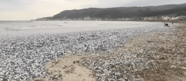 日本千吨死鱼涌向海岸，外媒怒骂核废水污染？日本人大破防竟现场捡鱼吃！（组图） - 4