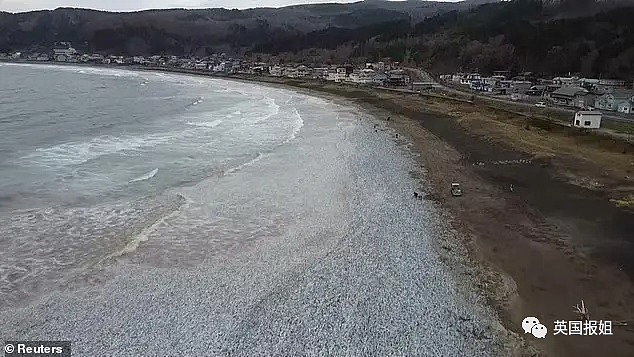 日本千吨死鱼涌向海岸，外媒怒骂核废水污染？日本人大破防竟现场捡鱼吃！（组图） - 7