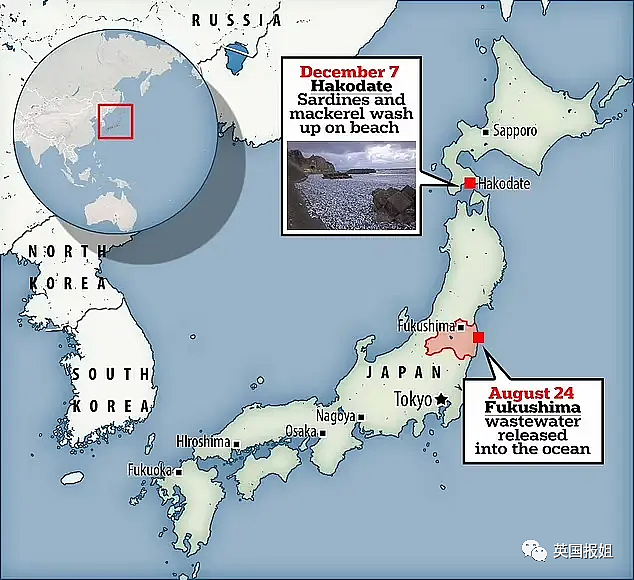 日本千吨死鱼涌向海岸，外媒怒骂核废水污染？日本人大破防竟现场捡鱼吃！（组图） - 3