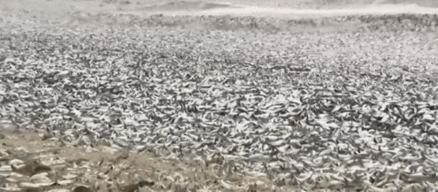 日本千吨死鱼涌向海岸，外媒怒骂核废水污染？日本人大破防竟现场捡鱼吃！（组图） - 11