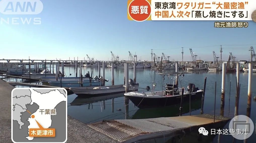 日媒：大量中国人在东京湾狂捞梭子蟹，当地渔民无奈：别来搅乱了！（组图） - 3