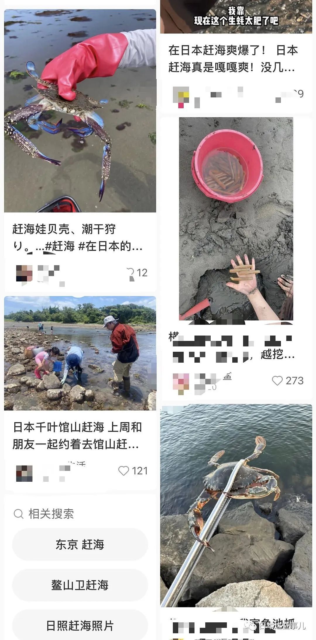 日媒：大量中国人在东京湾狂捞梭子蟹，当地渔民无奈：别来搅乱了！（组图） - 6