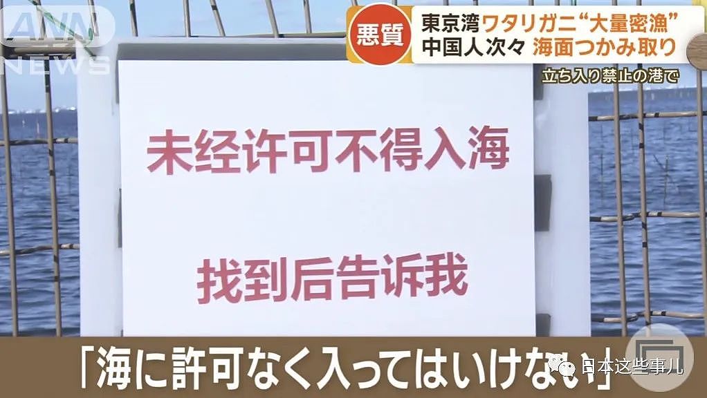 日媒：大量中国人在东京湾狂捞梭子蟹，当地渔民无奈：别来搅乱了！（组图） - 7