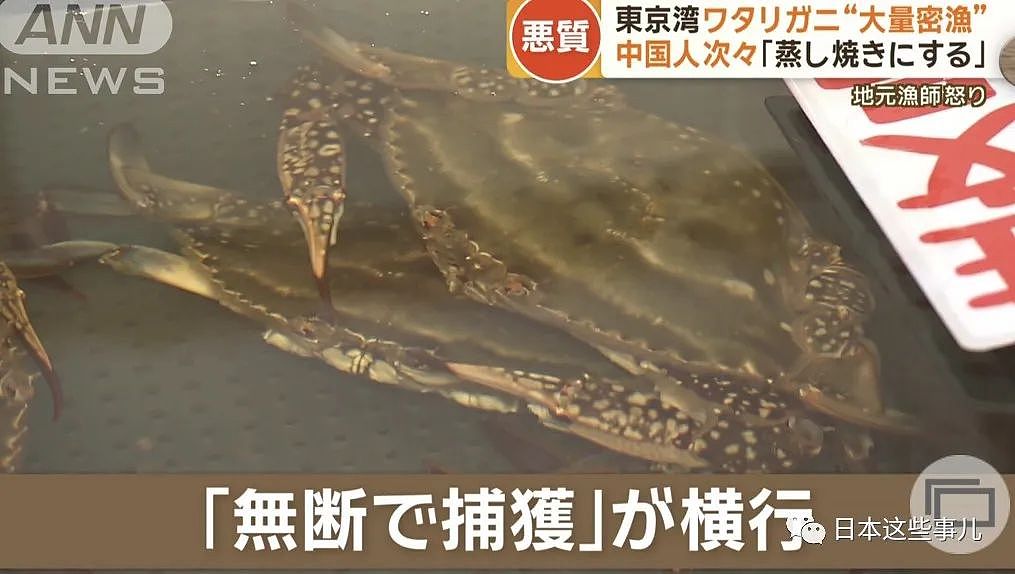 日媒：大量中国人在东京湾狂捞梭子蟹，当地渔民无奈：别来搅乱了！（组图） - 5