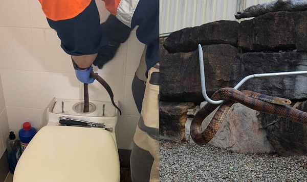 马桶莫名常阻塞，澳洲捕蛇专家拉出世界第二毒蛇，物主吓坏：同居2星期（图） - 1
