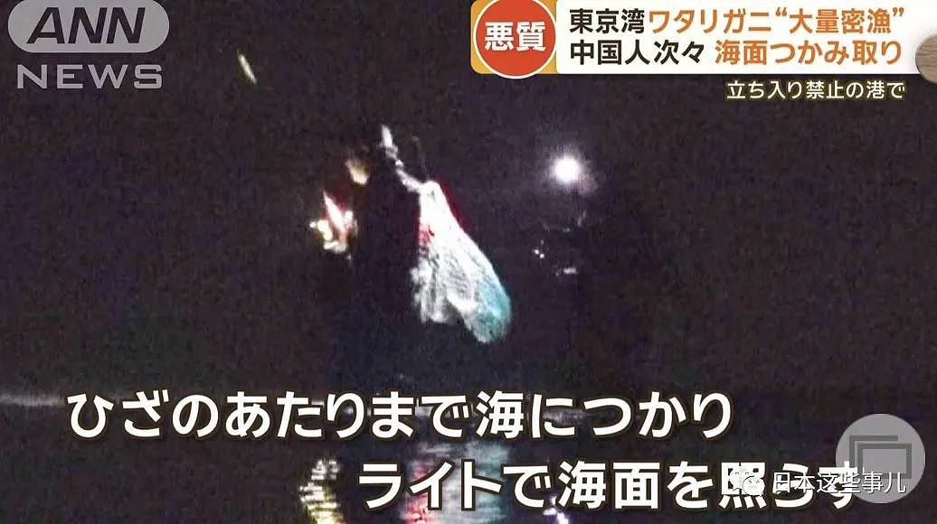 日媒：大量中国人在东京湾狂捞梭子蟹，当地渔民无奈：别来搅乱了！（组图） - 8