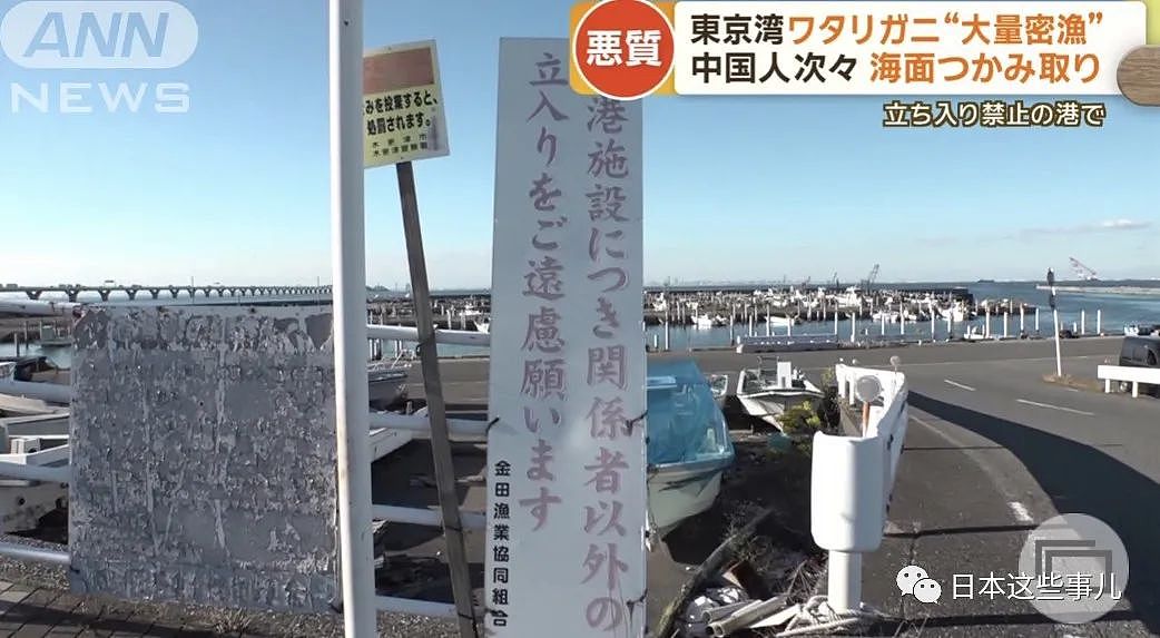 日媒：大量中国人在东京湾狂捞梭子蟹，当地渔民无奈：别来搅乱了！（组图） - 11