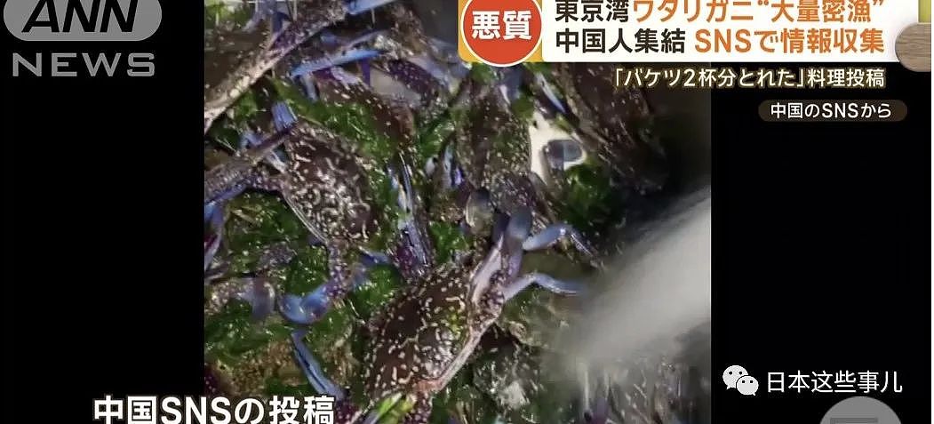 日媒：大量中国人在东京湾狂捞梭子蟹，当地渔民无奈：别来搅乱了！（组图） - 12