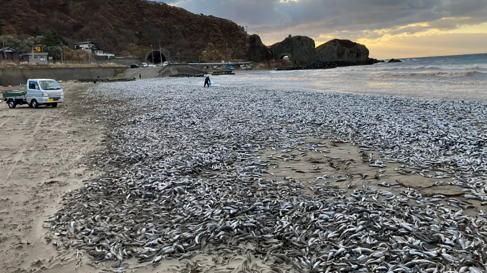 10天两次出现大量死鱼，英媒将其与核污水排海联系，日本官员严厉批评（组图） - 1