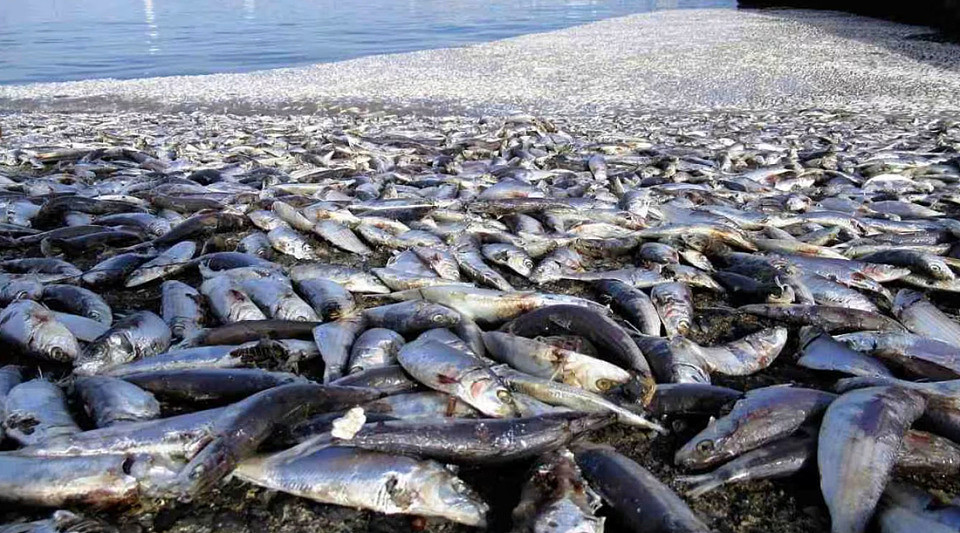 10天两次出现大量死鱼，英媒将其与核污水排海联系，日本官员严厉批评（组图） - 2
