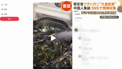 中国人组团去东京湾非法捞螃蟹，还在网上疯狂晒攻略，遭日本网友怒怼（组图） - 15