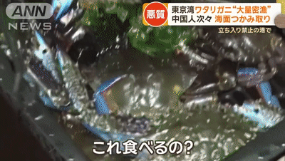 中国人组团去东京湾非法捞螃蟹，还在网上疯狂晒攻略，遭日本网友怒怼（组图） - 13