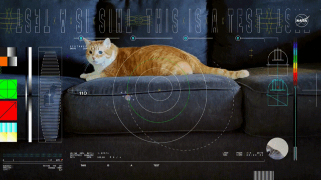 【宠物】NASA为测新技术，从太空下载回一个猫猫视频？喵星统治地球实锤+1（组图） - 1