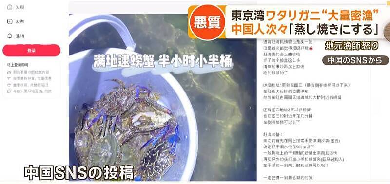 中国人擅闯东京湾偷捕捞大量梭子蟹，日渔民气炸（组图） - 2