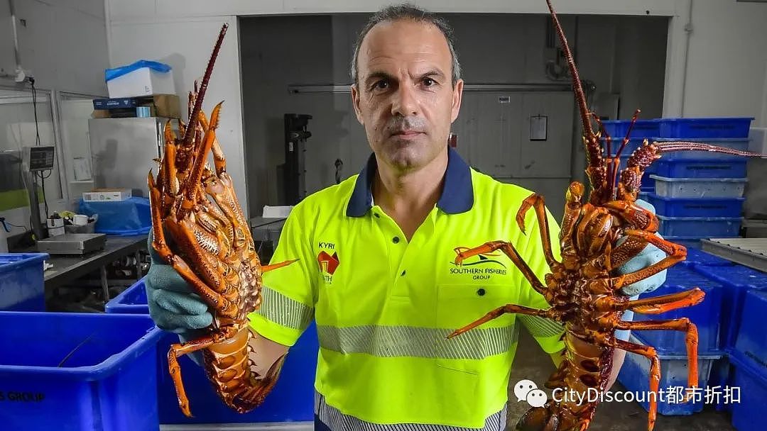 要吃澳洲龙虾的话，请抓紧了；澳洲进入“减薪裁员”期，澳元继续上涨，降息还早；丰田宣布召回112万辆车（组图） - 3