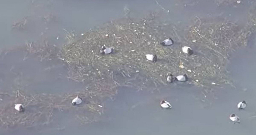 日本琵琶湖大量水鸟暴毙死因不明！专家吁勿触：避免感染疾病（图） - 1