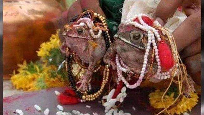 印度久旱祈雨抓2蛙结婚，2个月大雨成灾，又叫它们离婚（组图） - 1