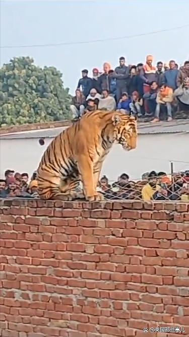 老虎误闯印度村庄，蹲墙头睡觉引来全村人围观，房顶都站满了（组图） - 1