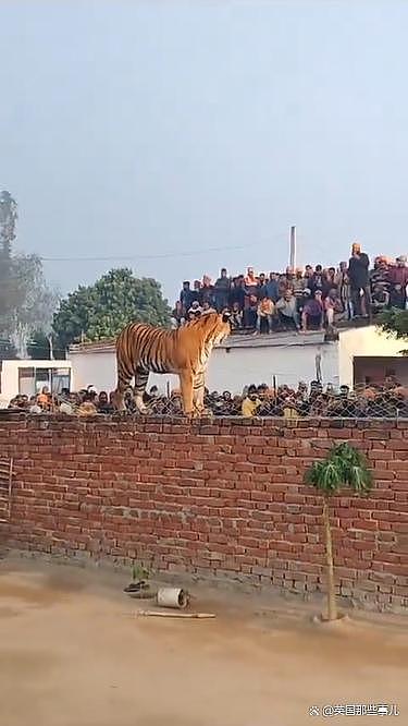 老虎误闯印度村庄，蹲墙头睡觉引来全村人围观，房顶都站满了（组图） - 22