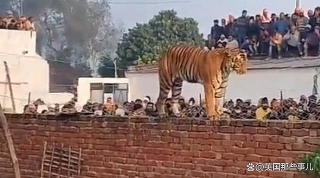 老虎误闯印度村庄，蹲墙头睡觉引来全村人围观，房顶都站满了（组图） - 7