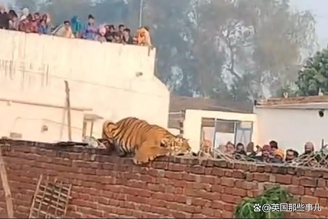 老虎误闯印度村庄，蹲墙头睡觉引来全村人围观，房顶都站满了（组图） - 10