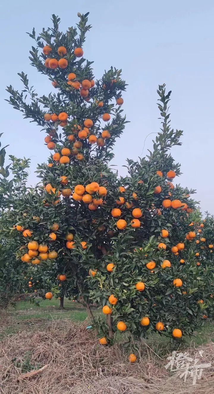 6人中毒3人死亡，跟柑橘有关？浙江农林专家提出几个疑点（视频/组图） - 3