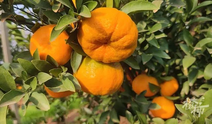 6人中毒3人死亡，跟柑橘有关？浙江农林专家提出几个疑点（视频/组图） - 2