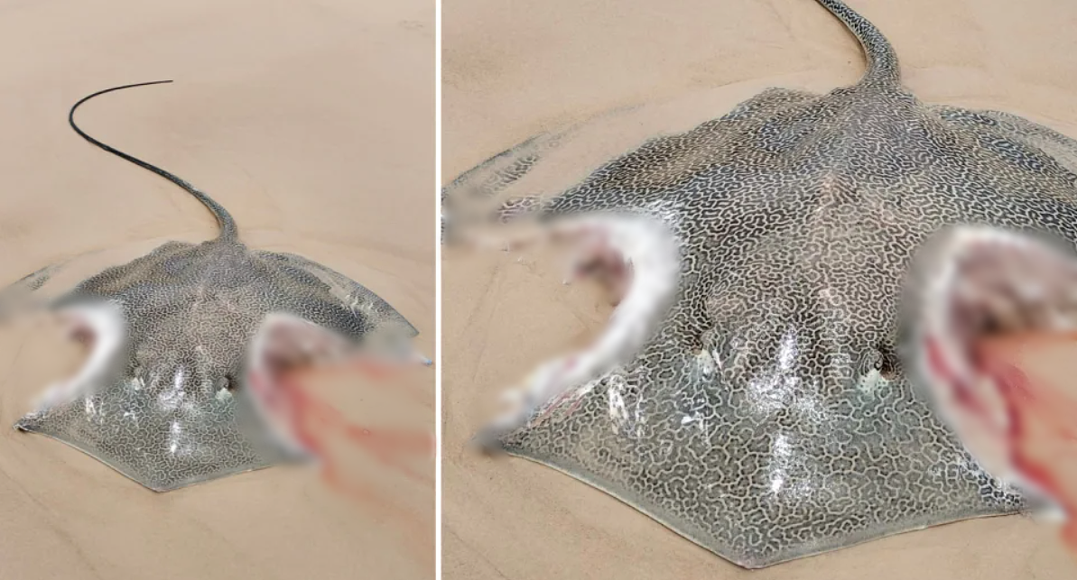 巨兽出没！澳洲大𫚉鱼惊见恐怖咬痕，大块肉被吃掉（图） - 1