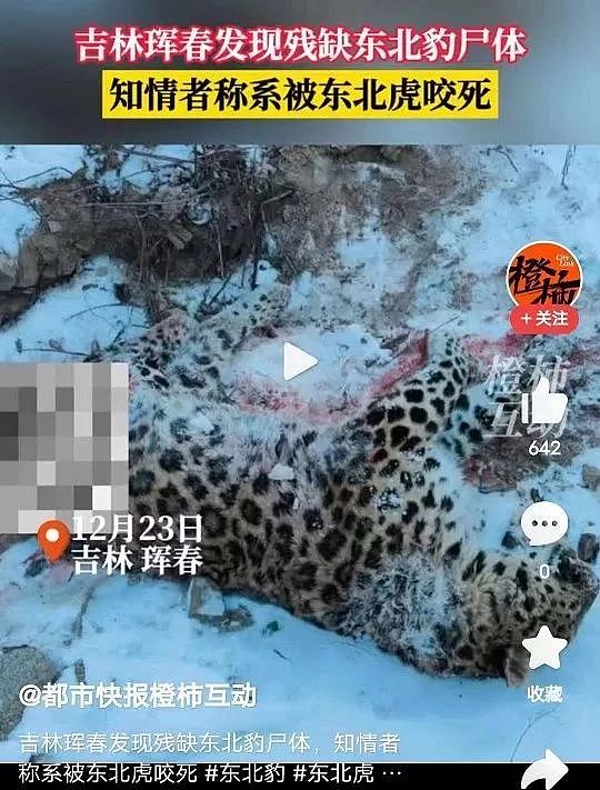 中国首次！东北虎竟然“猎杀”了东北豹，到底发生了什么？（组图） - 1