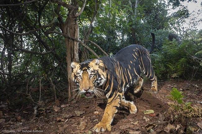 酷！印度再现罕见“黑老虎”，专家曝黑化原因（图） - 1