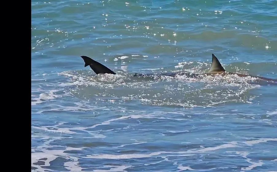 新西兰救生员全程目睹，40多只鲨鱼，海边注意安全，警告！别把它们的尸体丢在泳区里（组图） - 2