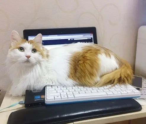 【宠物】奇葩公司为留住员工每人发一只猫，惹怒全网！是骗局，赶紧离职让我去！（组图） - 26