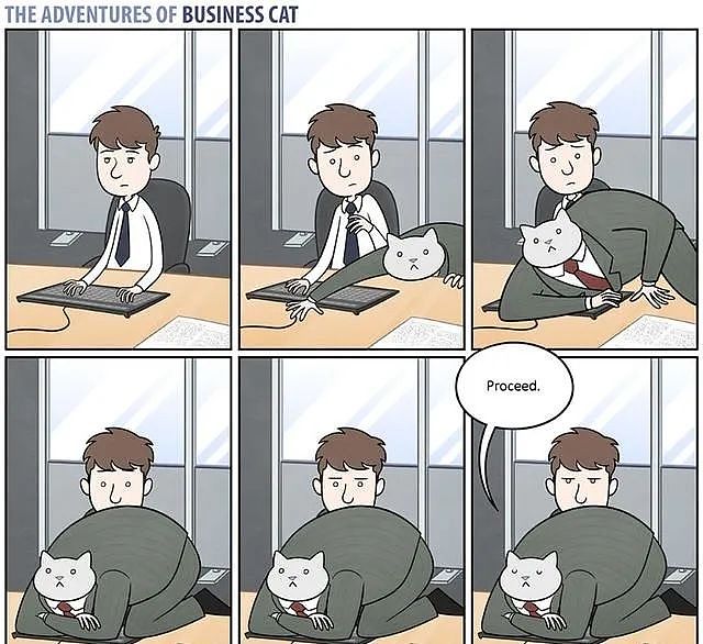 【宠物】奇葩公司为留住员工每人发一只猫，惹怒全网！是骗局，赶紧离职让我去！（组图） - 36