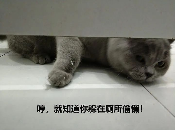 【宠物】奇葩公司为留住员工每人发一只猫，惹怒全网！是骗局，赶紧离职让我去！（组图） - 22