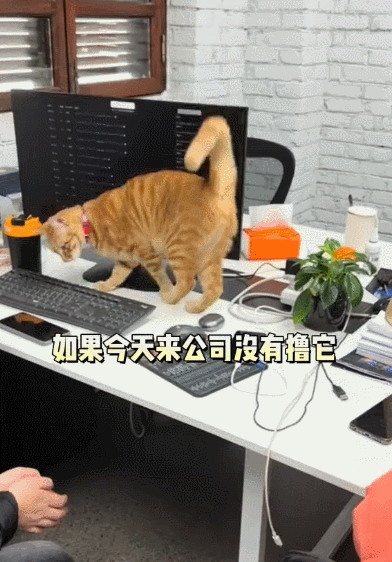 【宠物】奇葩公司为留住员工每人发一只猫，惹怒全网！是骗局，赶紧离职让我去！（组图） - 5