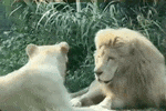 阿杭成名记：一头“发型狮”如何成为动物顶流？（组图） - 1
