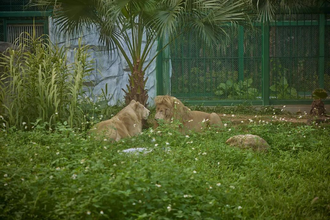 阿杭成名记：一头“发型狮”如何成为动物顶流？（组图） - 4