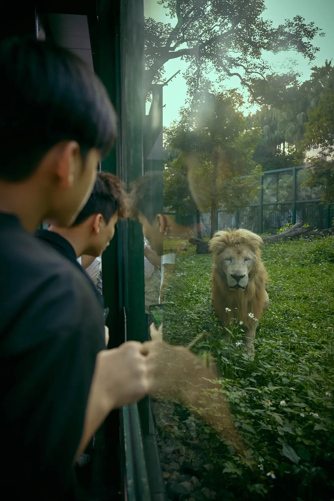 阿杭成名记：一头“发型狮”如何成为动物顶流？（组图） - 2