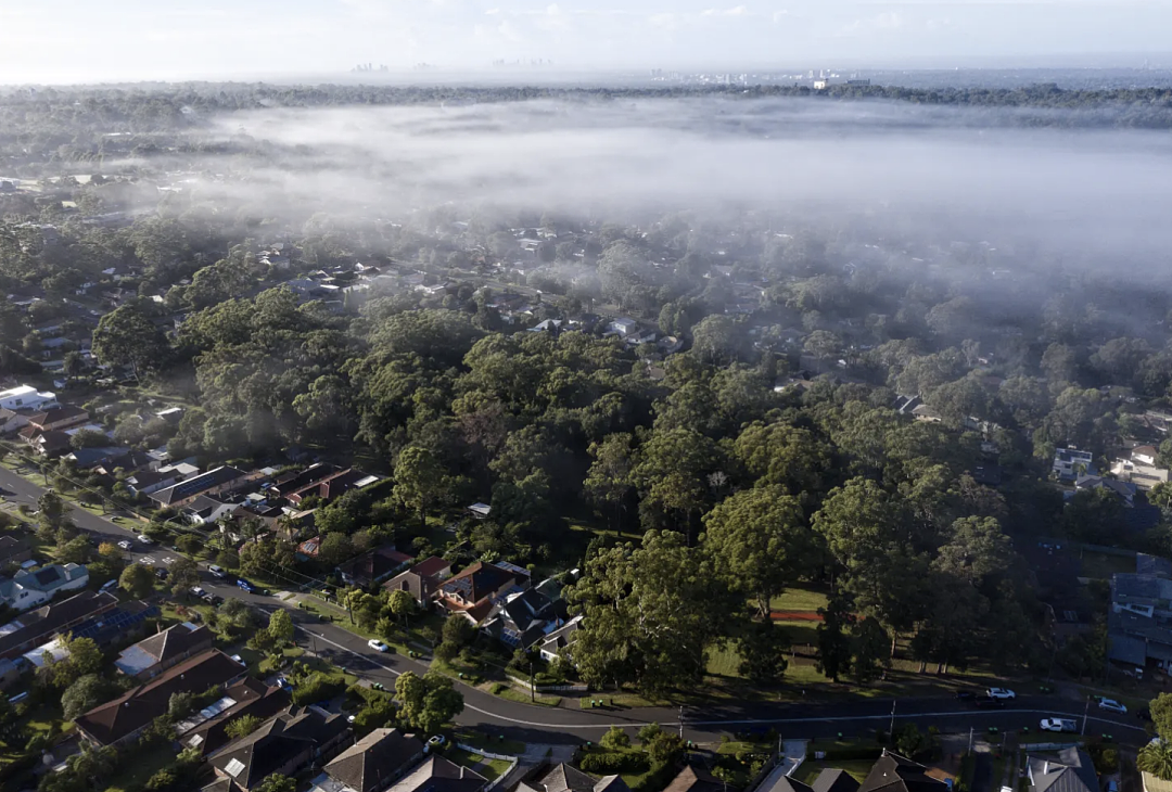 排名 | 提高城市密度的前提！悉尼各区树木覆盖率公布！西区种100万株绿树逆袭榜首！（组图） - 3
