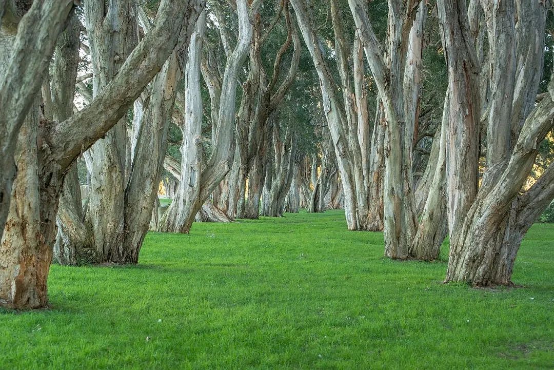 排名 | 提高城市密度的前提！悉尼各区树木覆盖率公布！西区种100万株绿树逆袭榜首！（组图） - 6