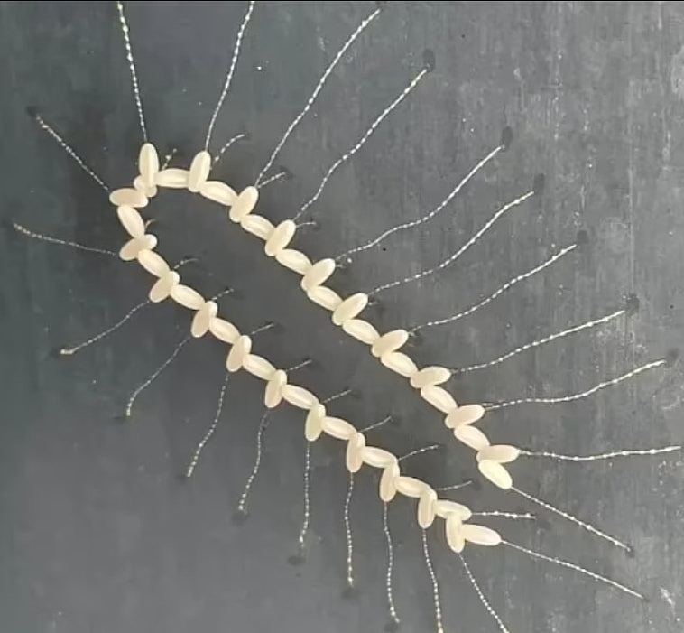 澳洲女子发现奇怪生物貌似头箍，专家：这是草蛉卵（组图） - 1