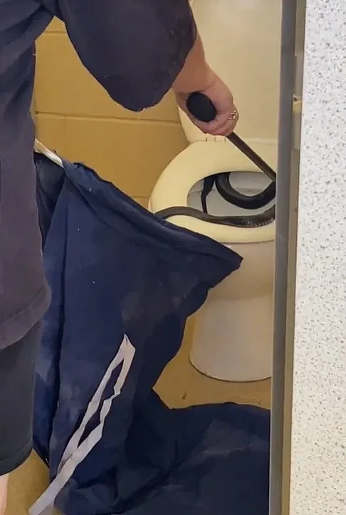 吓人！澳洲公厕马桶里好长一条毒蛇，专业人士出手解决它（视频/图） - 2