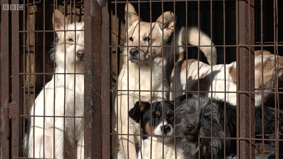 韩国将全面覆灭狗肉产业链，违者面临巨额罚款或监禁？！韩国网友反应不一（组图） - 17