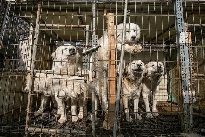 韩国将全面覆灭狗肉产业链，违者面临巨额罚款或监禁？！韩国网友反应不一（组图） - 13