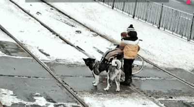 【宠物】主人做好事帮忙推轮椅，狗子居然也跟着学，这也太有灵性了（组图） - 2