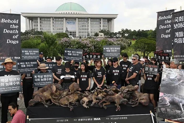 韩国将全面覆灭狗肉产业链，违者面临巨额罚款或监禁？！韩国网友反应不一（组图） - 9